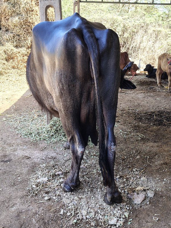 ભેંસવેચવાની છે
