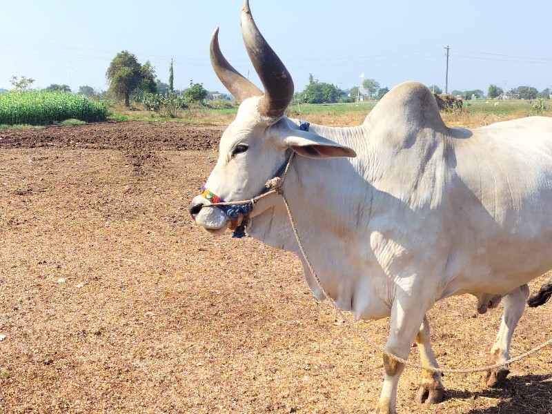 બળદ વેચવાનો છે