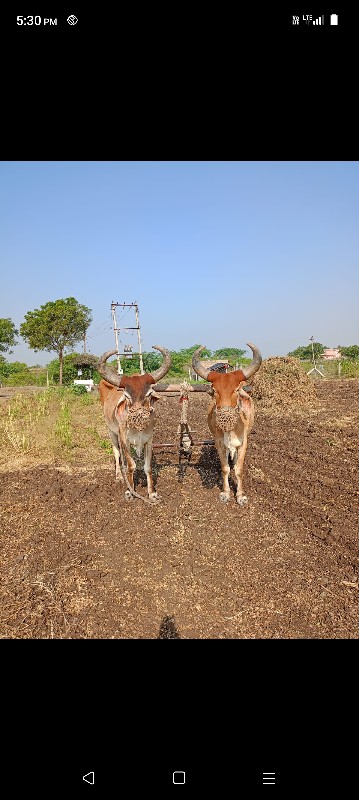 સાટું કરવા નું...