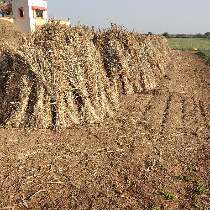 જુવારની સાર વેસ...