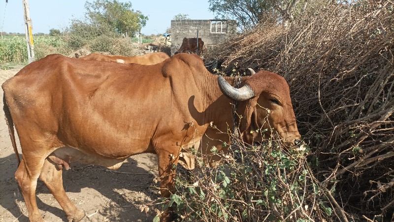 ગાય વેચવાની છે