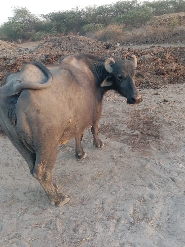 બન્ની નસલ ભેંસ...