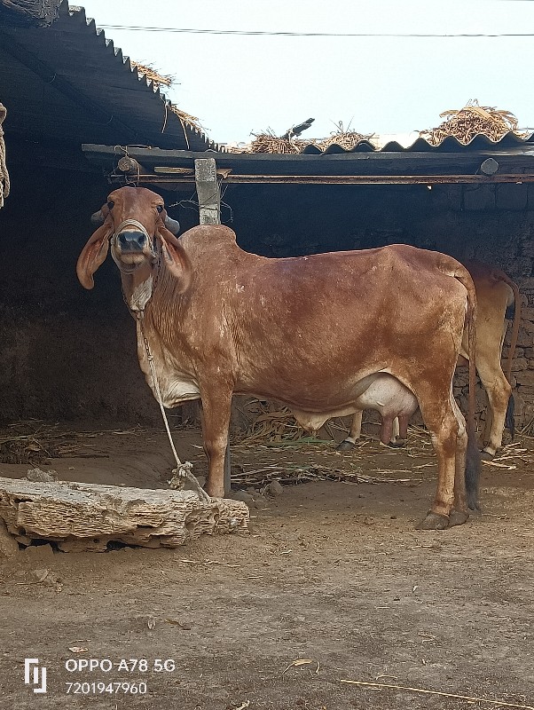 ગાય વેચવાની છે