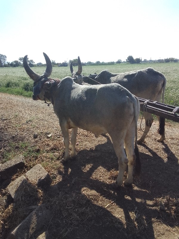 ગોઢલા વેચવાના છ...