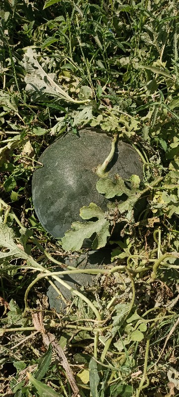 તરબૂચ નો વડો આપ...
