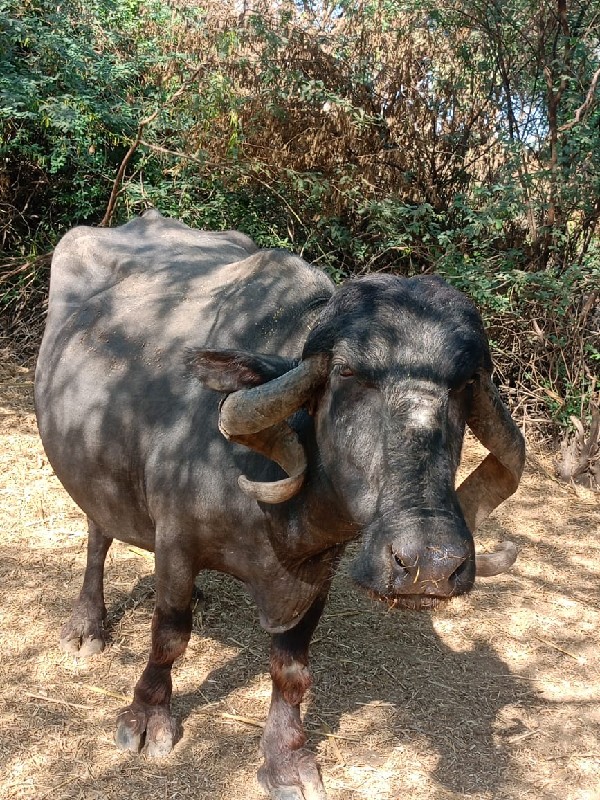 ભેંસ વેચવાની છે