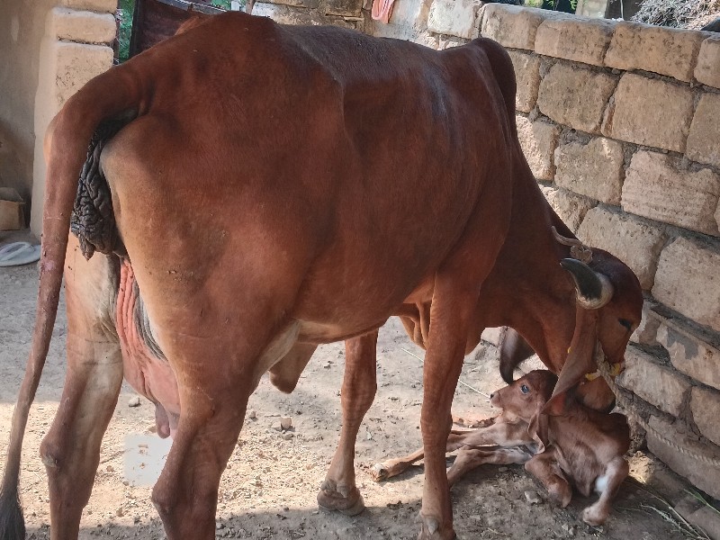 ગાય વેશવાનીછે