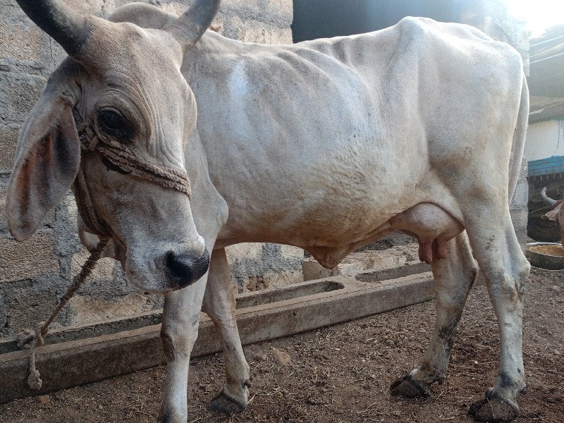 ગાય વેચવાની છે