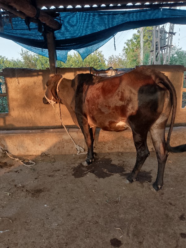 ગાયનાસાટાકરવાના...