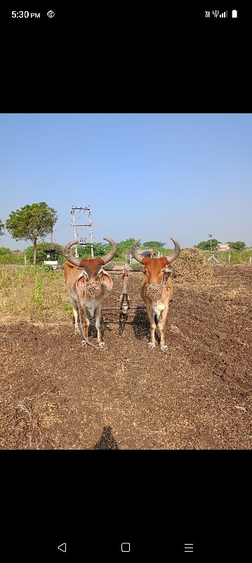 સાટું કરવા નું...