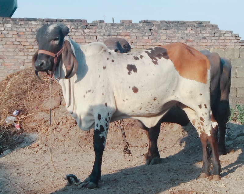 ગીર ઓળકિ વેચવાન...