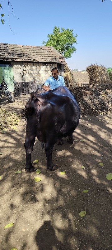ભેસ
