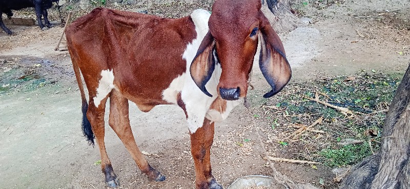 વાસણી વેસવા ની...