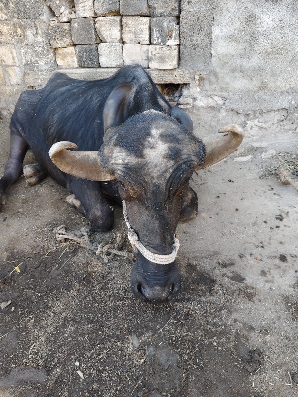 ભેંસ વેચવાની છે