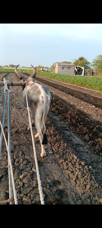 ગોઠલો વેચવાનો છ...