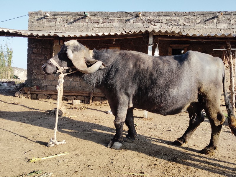 ભેસ વેશવાની છે