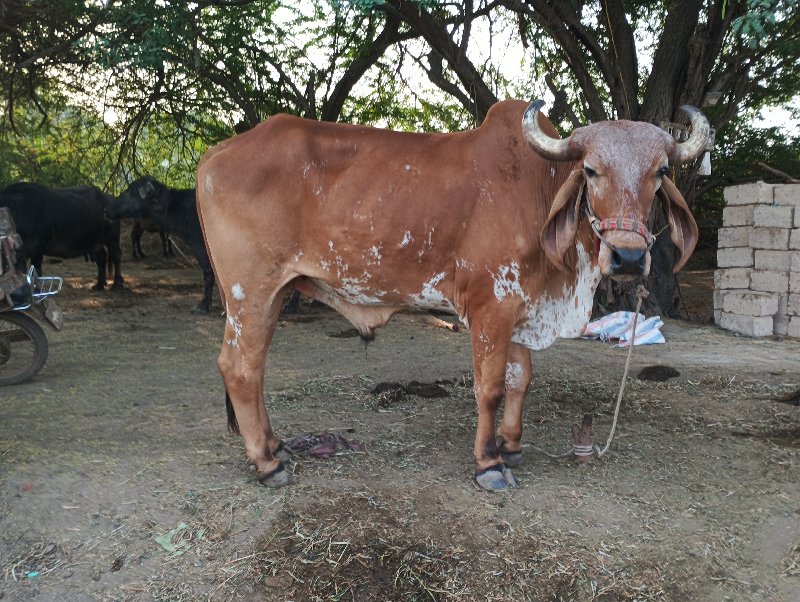 બલદ બેસવાનો સે