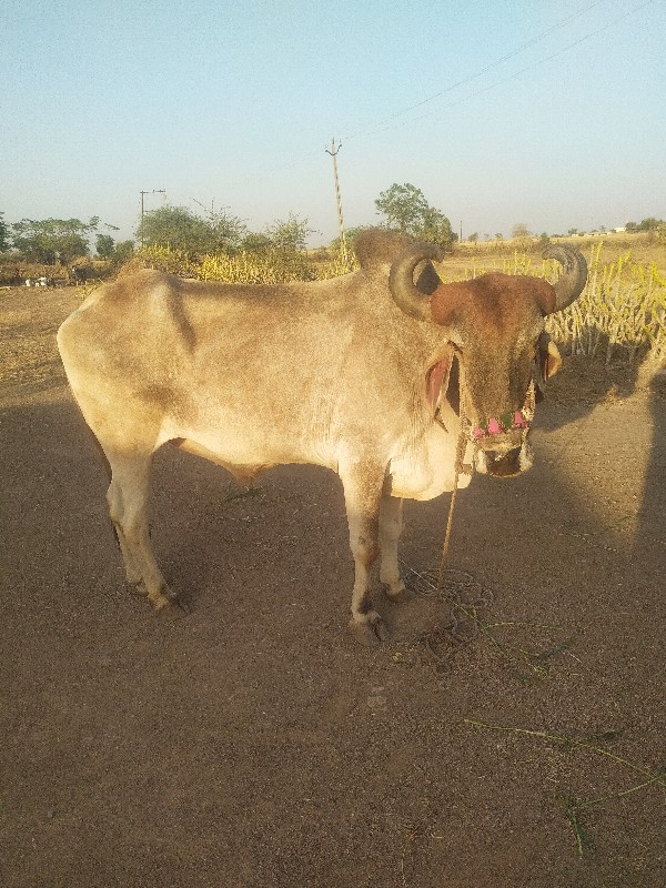 બળદ વેચવાનો છે