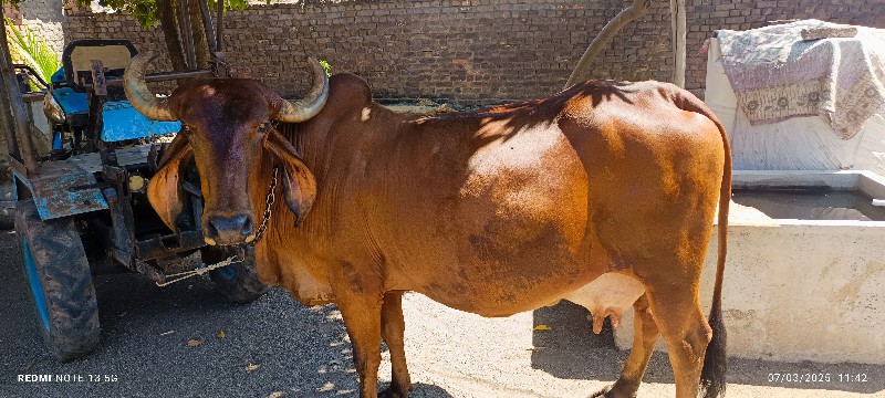 ગાય