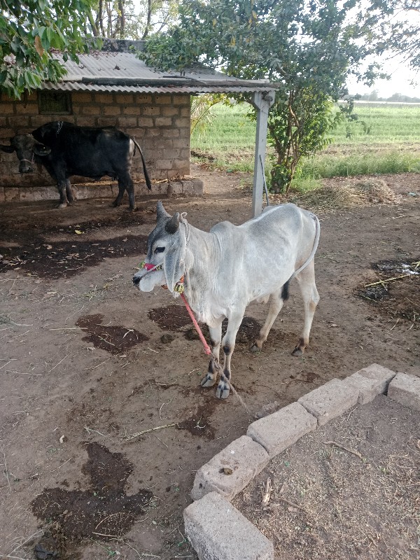 ગોઢલૉ વેચવા નો...