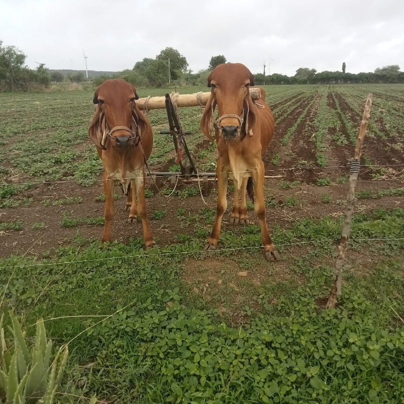 બળદ વેચવાનાછે