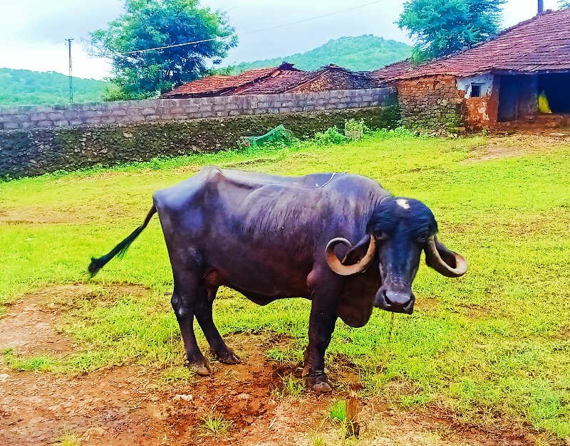 ભેંસ વેચવાની છે