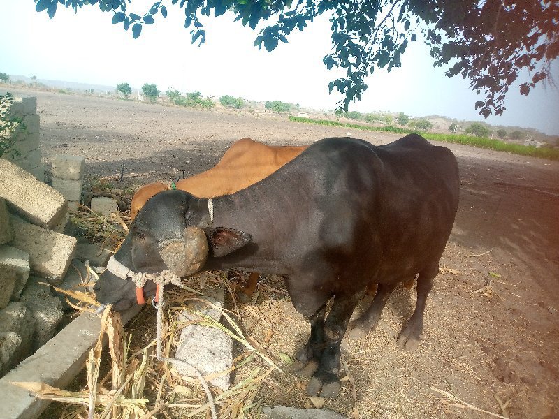 સોમાતવસરા