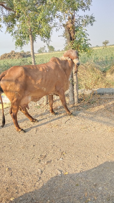 ગાય વેચવાની છે