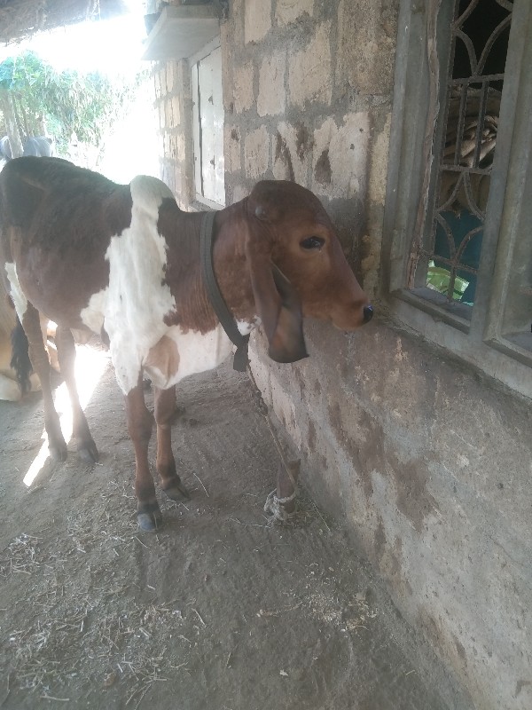 વાસણી વેસવા ની...