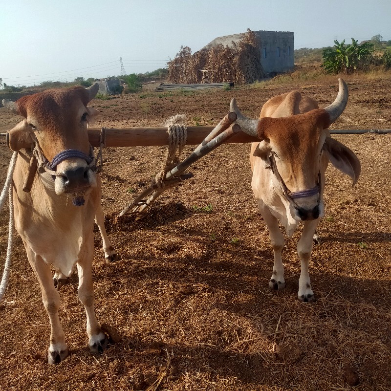 ગોઢલા વેચવાના છ...