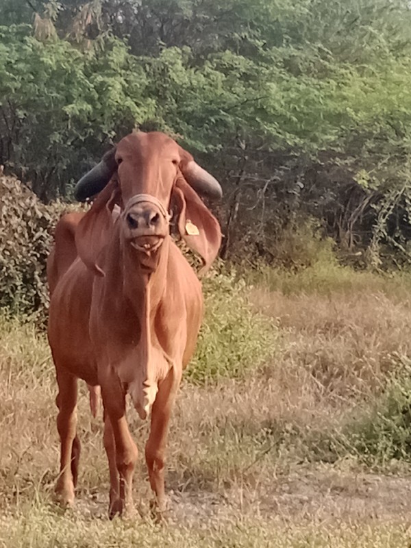 ગીર ગાય વેચવાની...