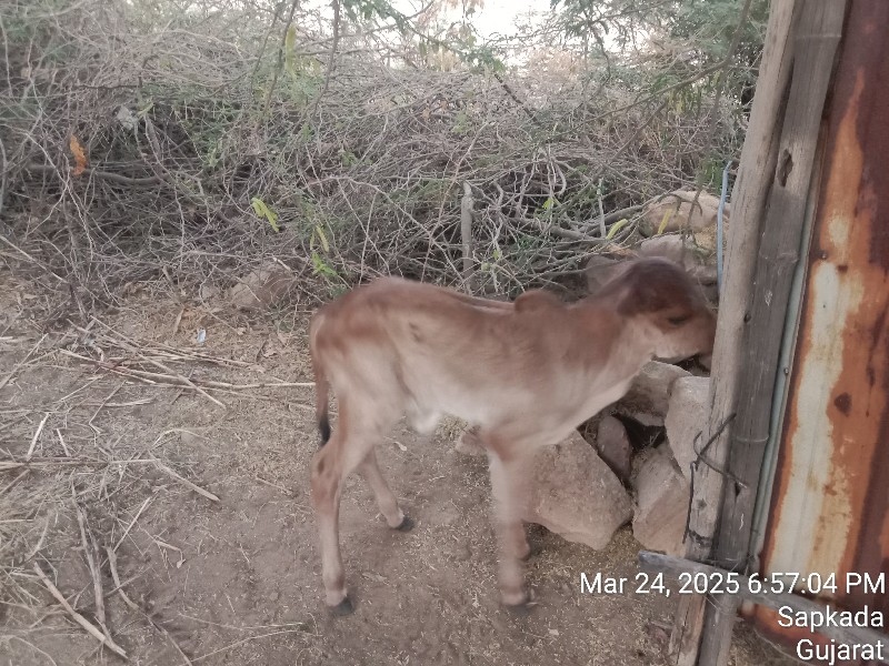 ગાય અને વાછરડી...