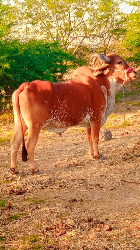 દેવીપુજક