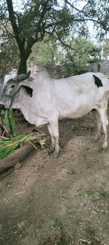 ગાય વેશવાની સે