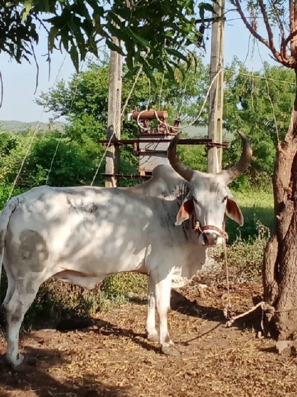 બળદ વેંચવાનો છે