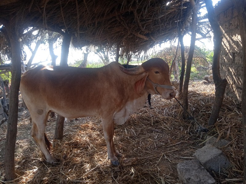 ગાય વહેચવી