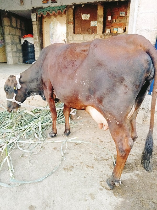 બે ગાય વેસવાની...