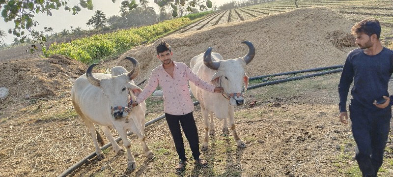 બળદ વેચવાનું છે