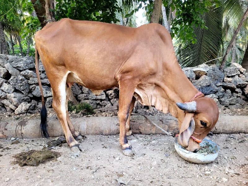 ઞાય વેચવાની છે