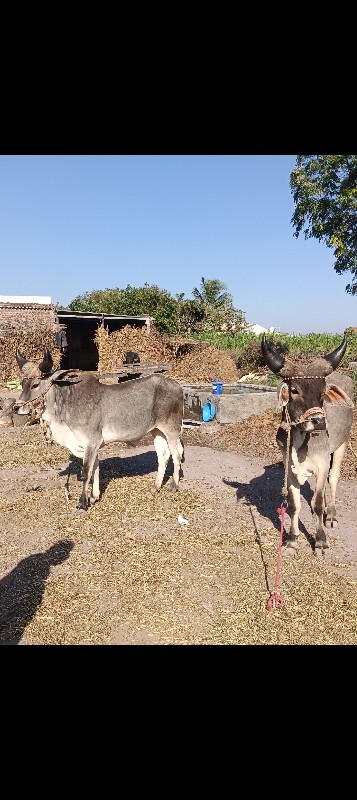 ધોધલા‌ વેચવાનાછ...