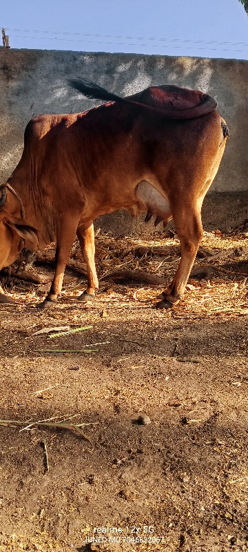 ગાય વેચવાની છે