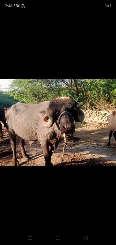 આ પાડો વેચવા નો...