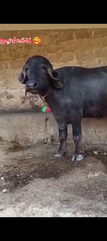 ખડેલી વેચવાની છ...