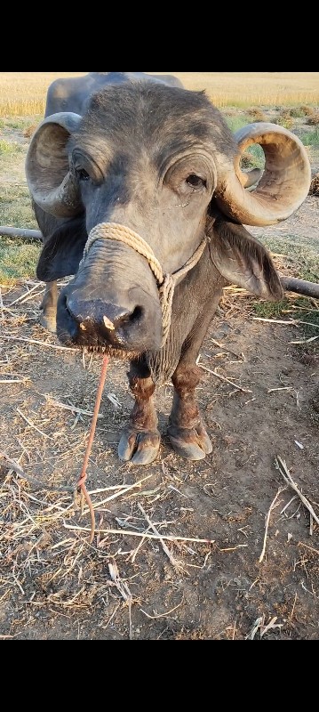 ભેંસ વેચવાની છે