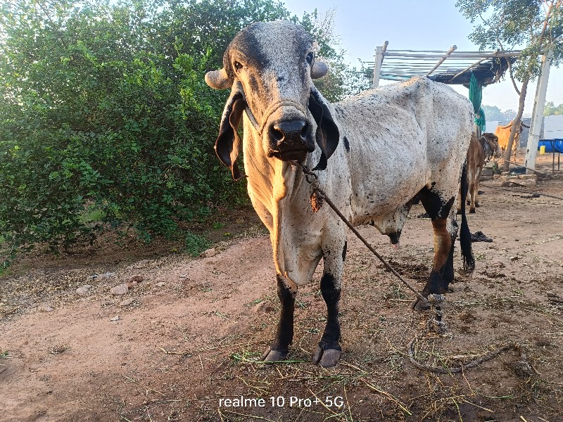 ગિર ખુટ