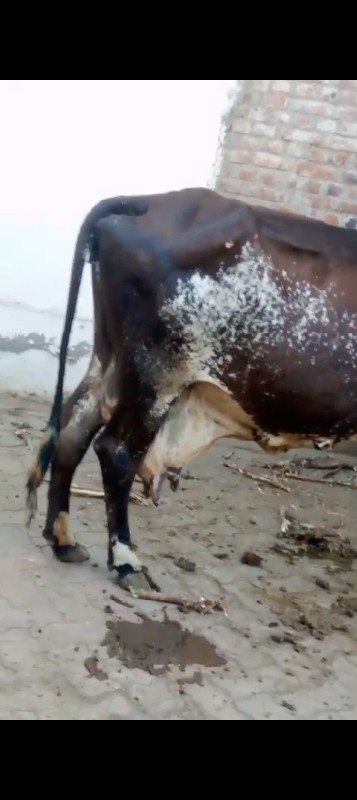 ગળકોટડી બાબરા અ...