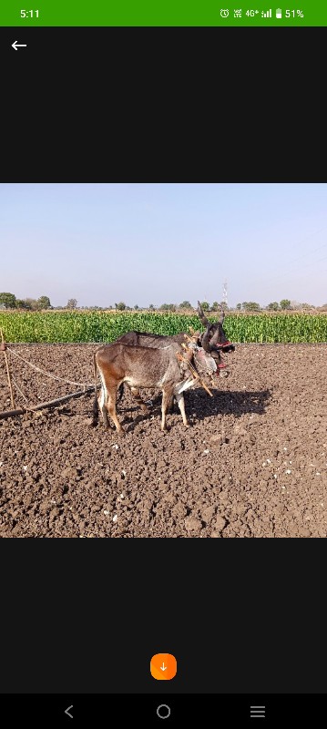 બળદ શાલુ છે