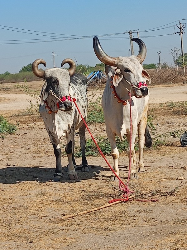 ત્રીજી ત્રીજી જ...