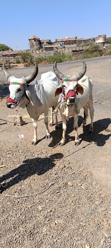 વાંસડા વેસવાનાછ...