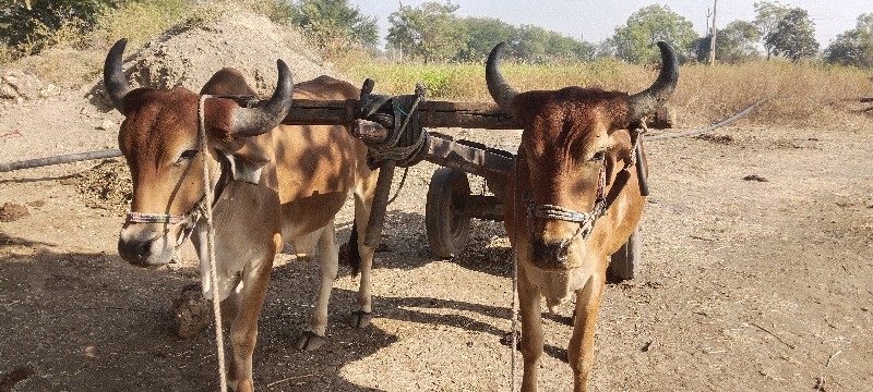 પેલી ધાર ના હાલ...